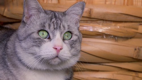 Background image for Saitama: Kitty Hospitality in Kawagoe
