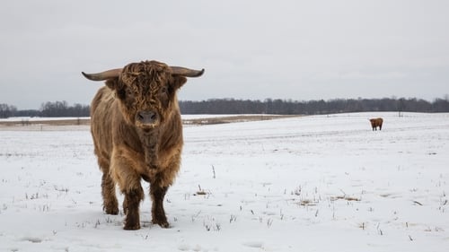 Walking in a Winter Pol-ar Land