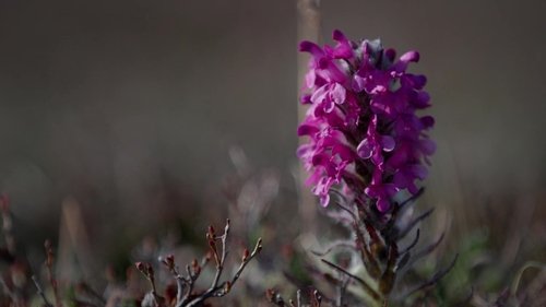 Background image for The Last Snow