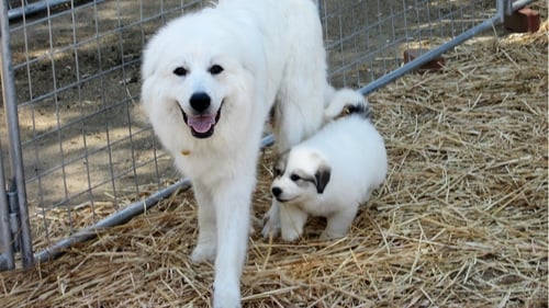 Fuzzy Puppy Stars