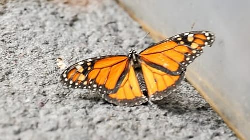 Background image for Wildebeest and Monarch Butterfly
