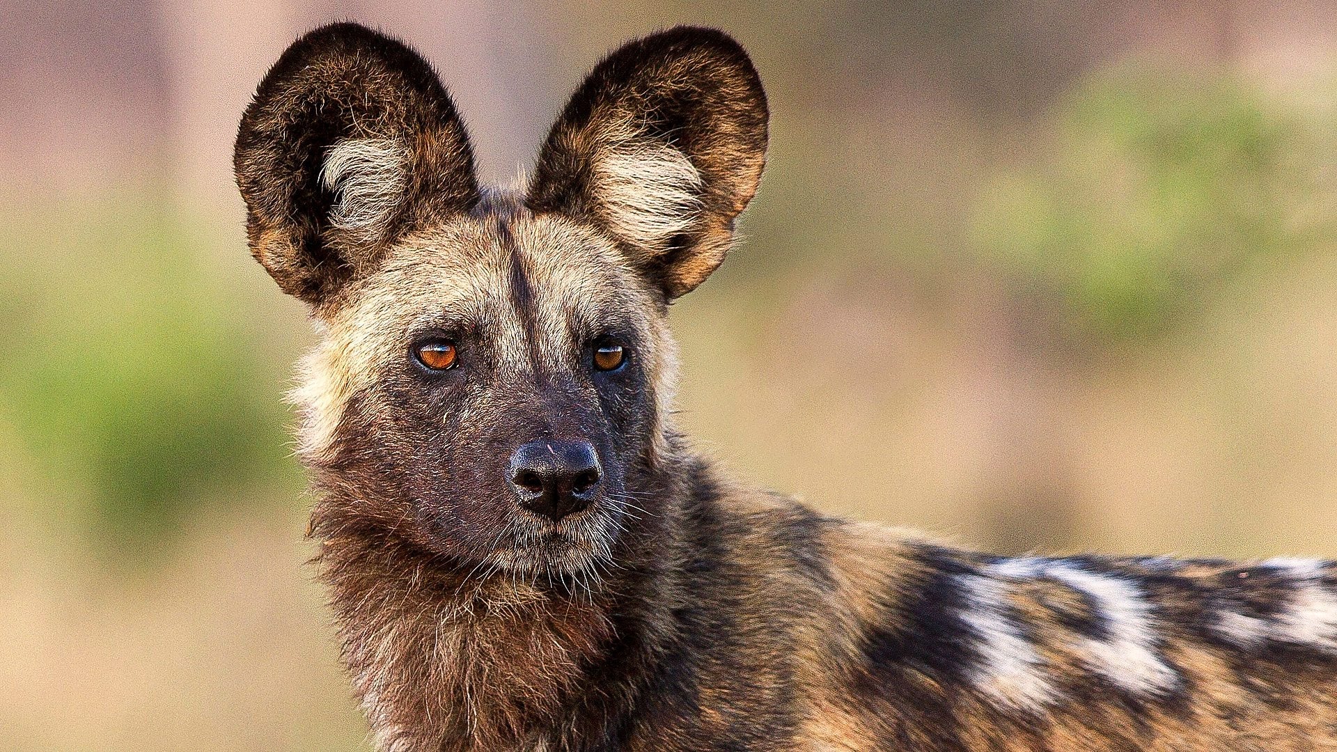 Saving Wild Dogs