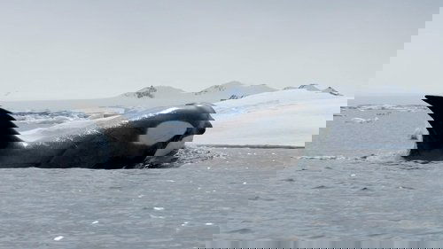 Background image for Expedition Killer Whale