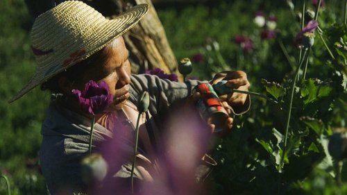 Background image for Poppyland
