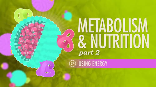 Metabolism & Nutrition, Part 2