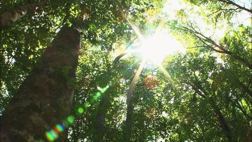Background image for The Beech Forest of Oshima Peninsula