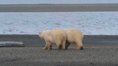 Ice Bear Siege