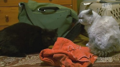 Background image for Deaf, Blind and Biting