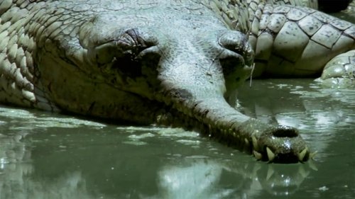 Background image for Ganges: River of Life