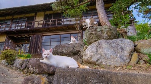 Background image for Chichibu: The Great Outdoors with Cats