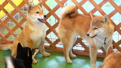 Background image for Japanese Dog Breeds