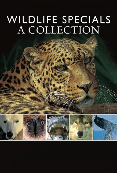 Show cover for Wildlife Specials