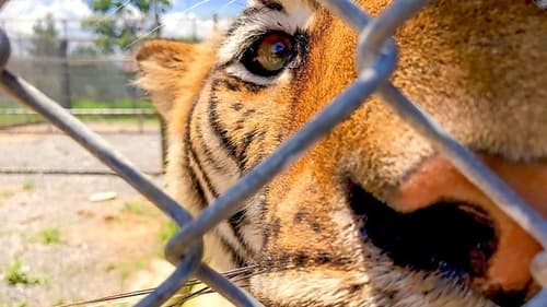 Tigers: Hunting the Traffickers