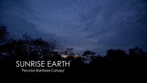 Background image for Peruvian Rainforest Canopy
