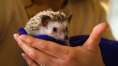 Background image for Wibbly Wobbly Hedgehog