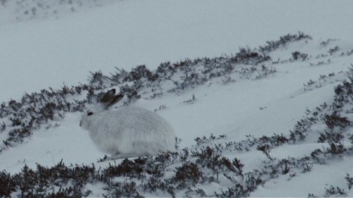 Background image for Life Below Zero