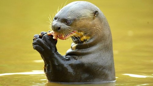 Background image for Otter Hide and Seek