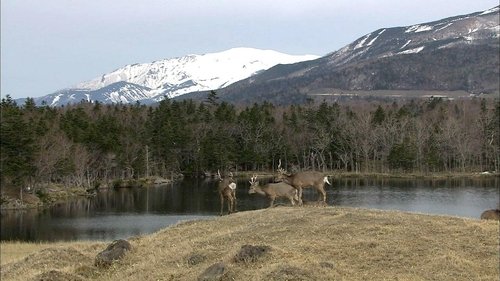 Background image for Early Spring on the Shiretoko Peninsula