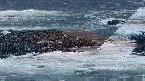Background image for Cape Fur Seals