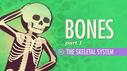 The Skeletal System