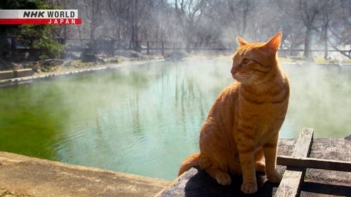 Background image for Tochigi: Kitty Guides