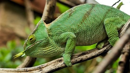 Background image for Komodo and Chameleon