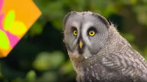 Background image for Owls and Lamp Posts