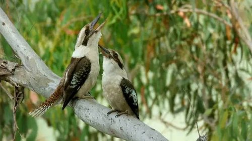 Background image for A Jungle of Aromas: Australia