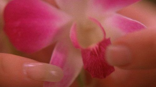 Background image for The Orchid's Curse