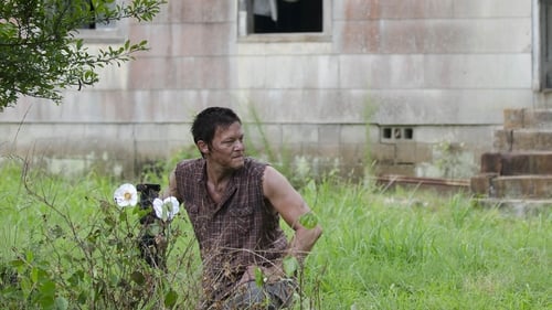 Cherokee Rose