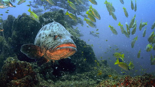 Background image for Save the Giants