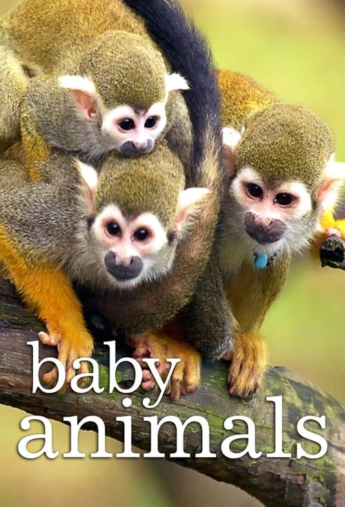 Show cover for Baby Animals