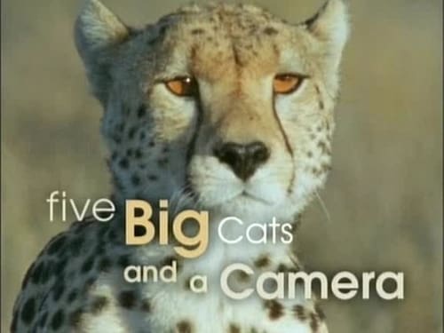 Five Big Cats and a Camera