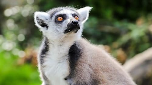 Background image for Elephant and Lemur
