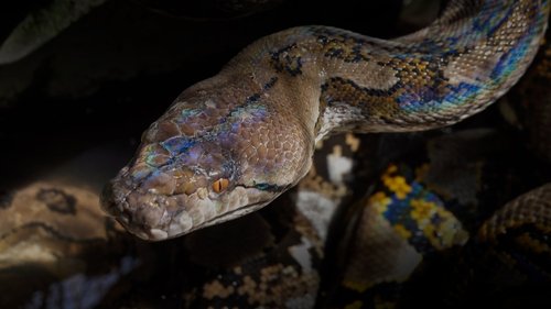Background image for The Night Serpent