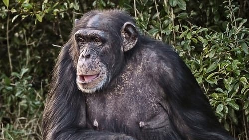 Chimp Negotiations