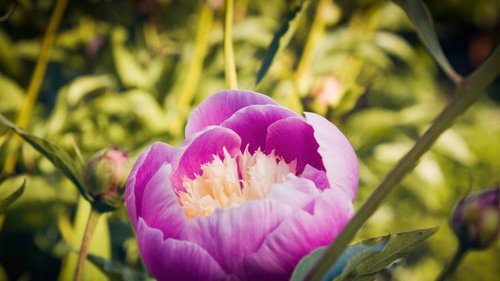 Background image for The peony garden