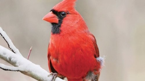 Birding Basics: Bird Origins and Taxonomy