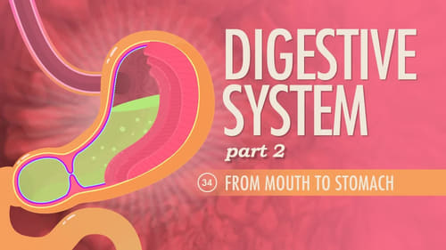 Digestive System, Part 2