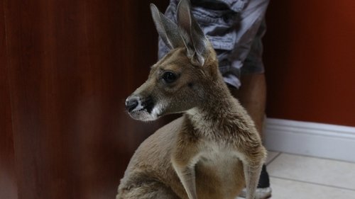 Background image for Baby Kangaroo Alert!
