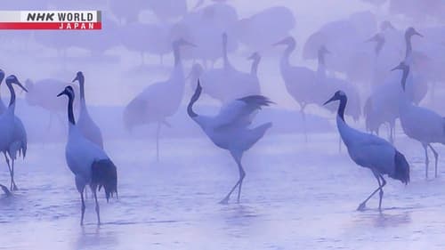 Frozen Beauty at Dawn and Dusk: Hokkaido in Midwinter