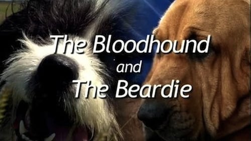 The Bloodhound and the Beardie