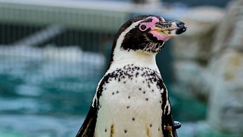 Background image for Ostrich and Penguin