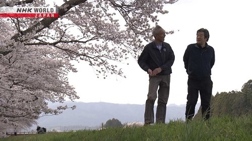 Background image for Revitalizing Cherry Trees in Fukushima