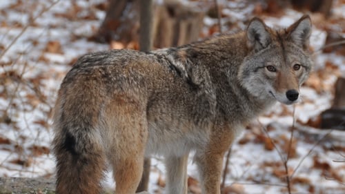 Meet the Coywolf