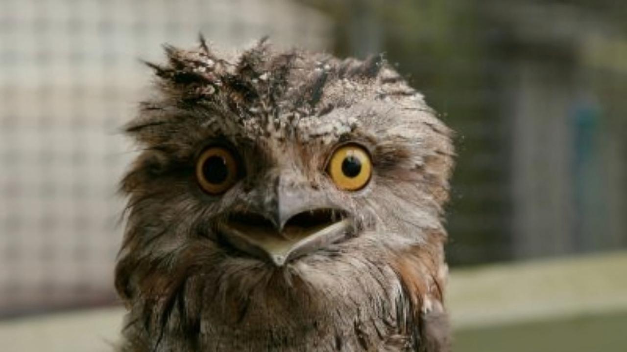 Oscar the Grouchy Frogmouth