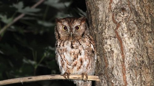 Birding at Night