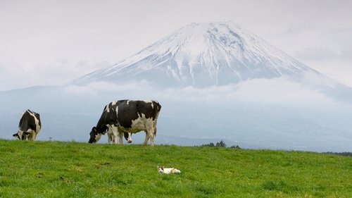 Background image for Mt. Fuji: Countryside Cats