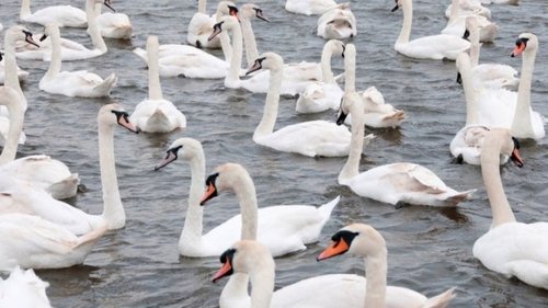 Waterbirds, Shorebirds, and Game Birds