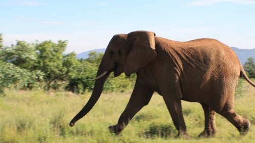 Background image for Trampled on Safari